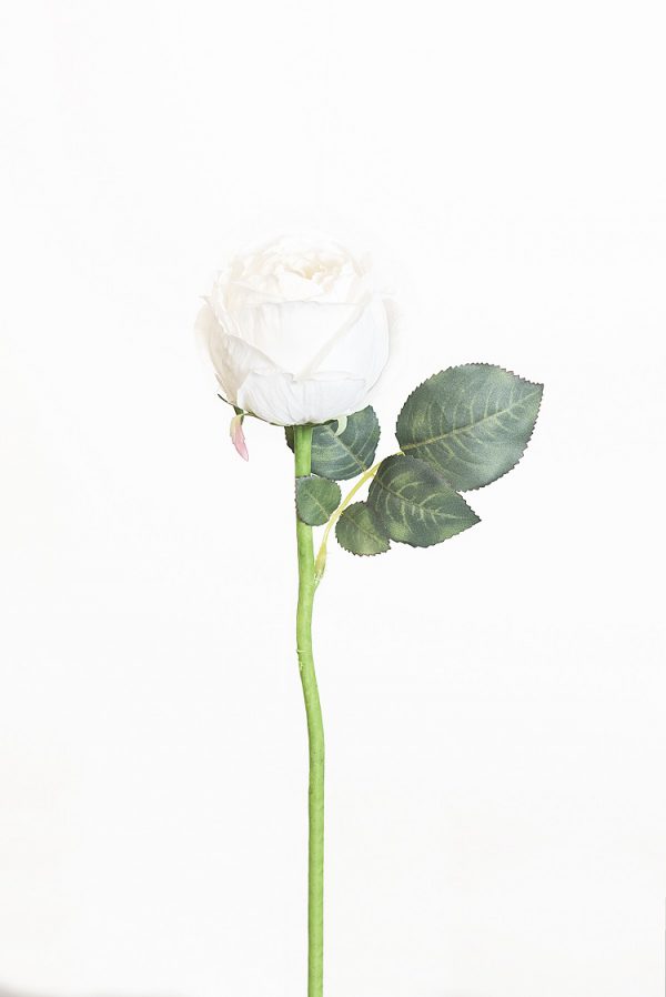 Rose white - Afbeelding 2