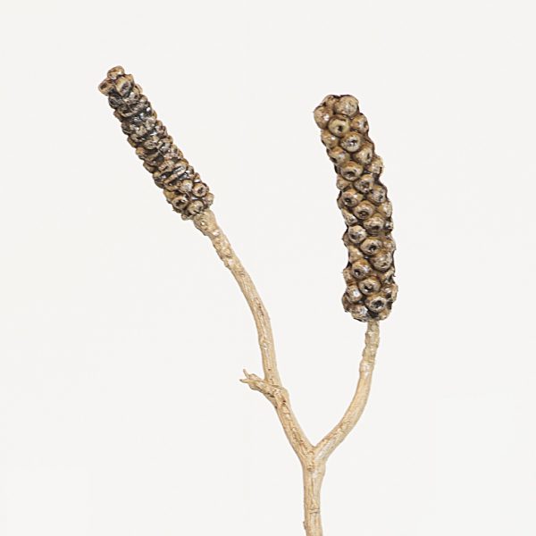 Callistemon branch brown