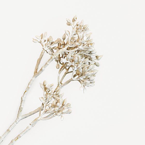 Dogwood seed white