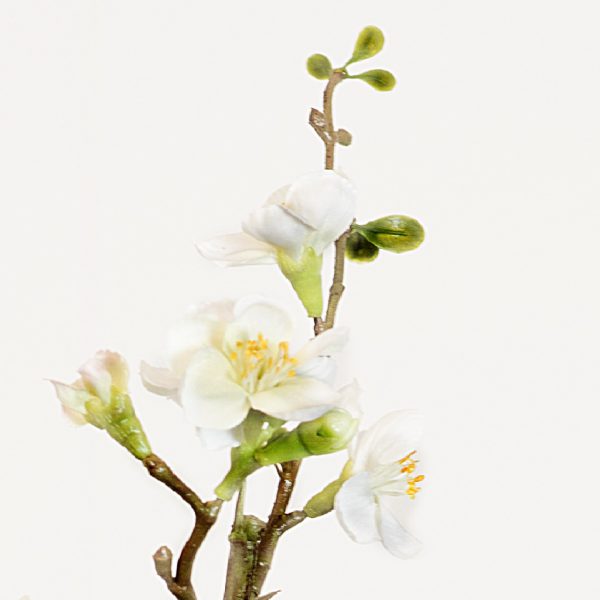 Quince blossom white