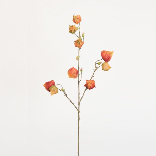 Chinees Lantern - Afbeelding 2