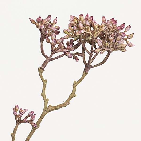 Dogwood seed pink