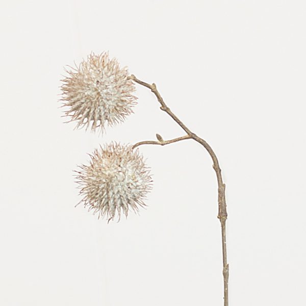 Platanus white