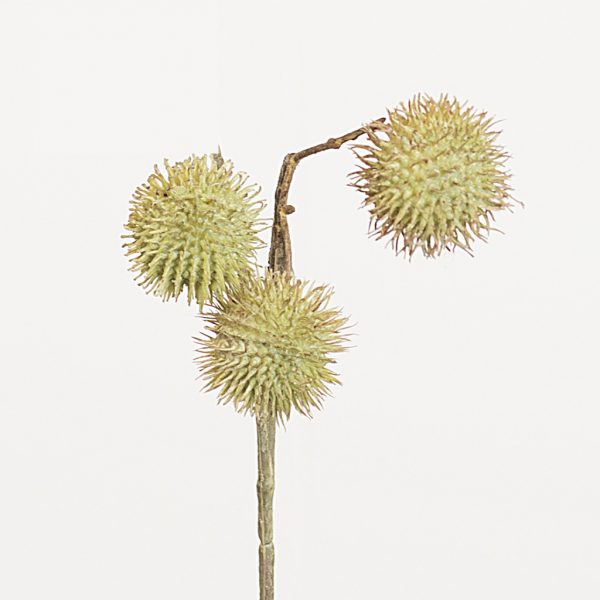 Platanus green