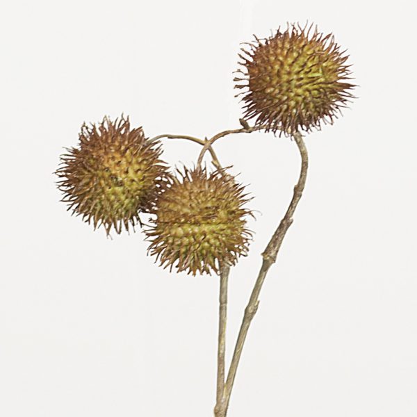 Platanus brown
