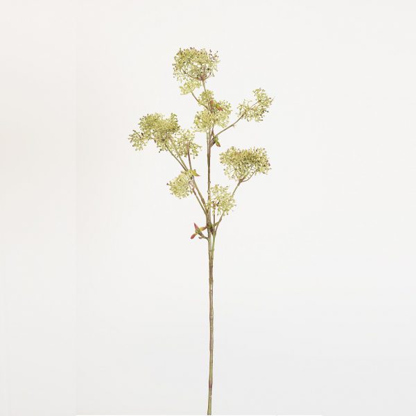 Skimmia mauve green - Afbeelding 2