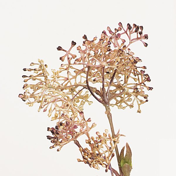 Skimmia red/pink
