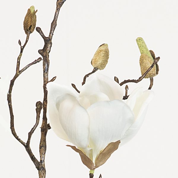 Magnolia super white
