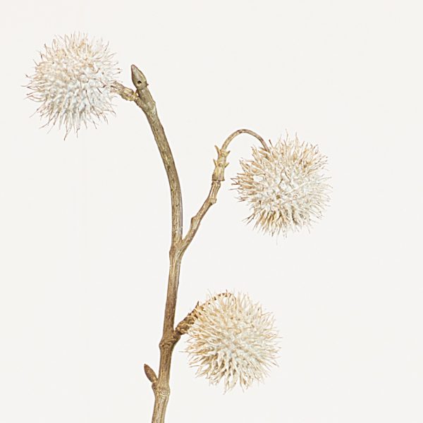 Platanus long white