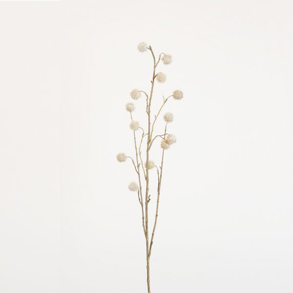Platanus long white - Afbeelding 2