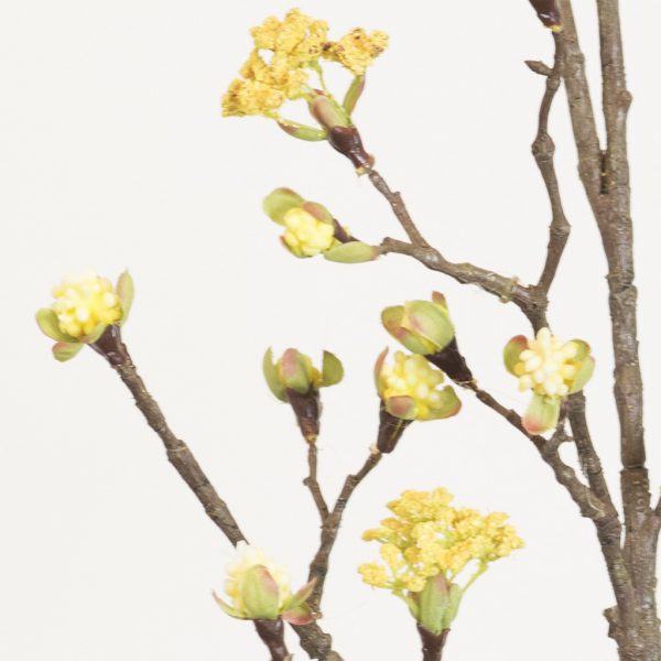 Maple fruit long yellow