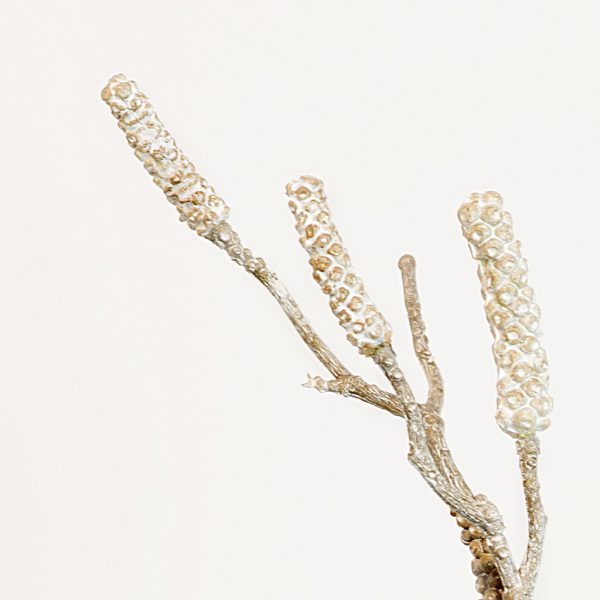 Callistemon long branch white