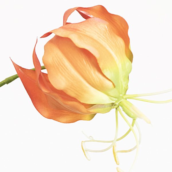 Gloriosa orange