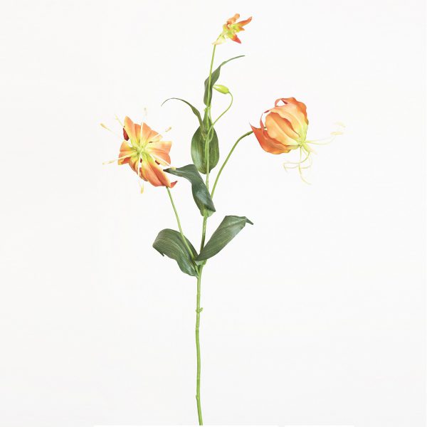 Gloriosa orange - Afbeelding 2
