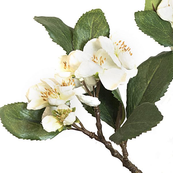 Apple blossom small white