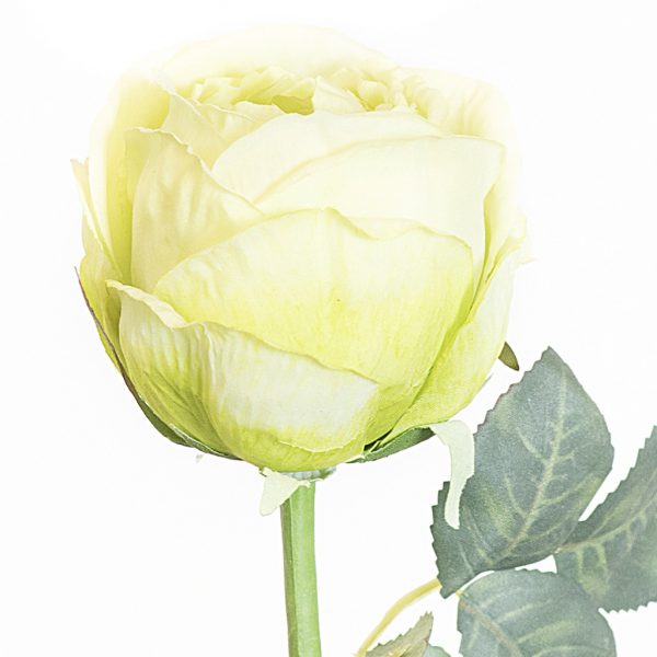 Rose green
