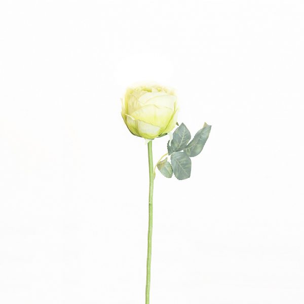 Rose green - Afbeelding 2