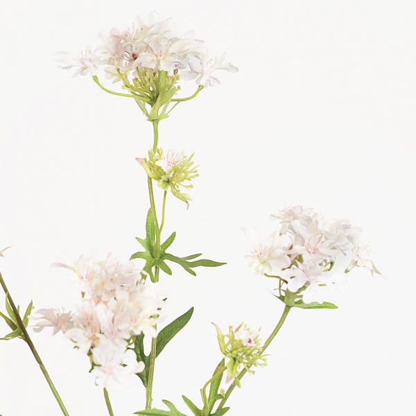 Ammi Queen Ann's lace soft pink