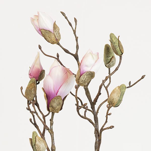 Magnolia bud soft pink