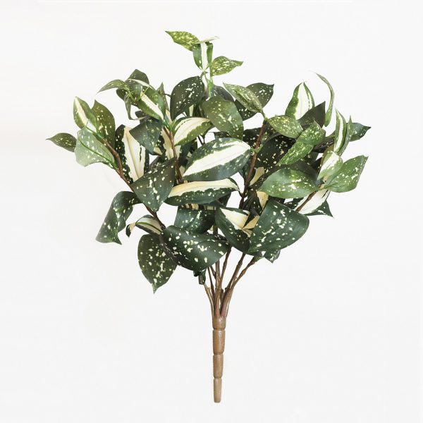 Cordyline bush - Afbeelding 2