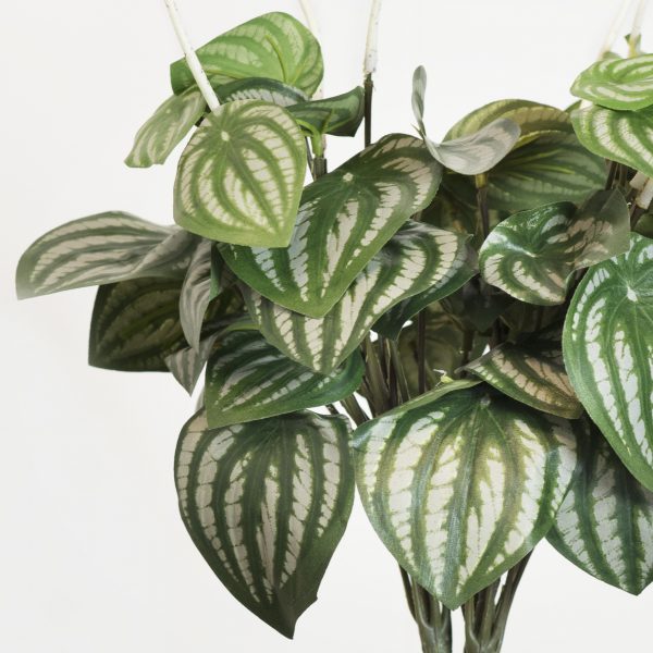 Peperomia