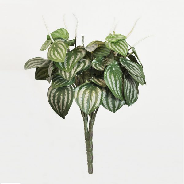 Peperomia - Afbeelding 2