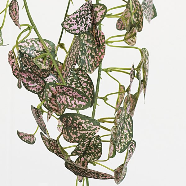 Hypoestes pink