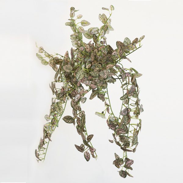 Hypoestes pink - Afbeelding 2