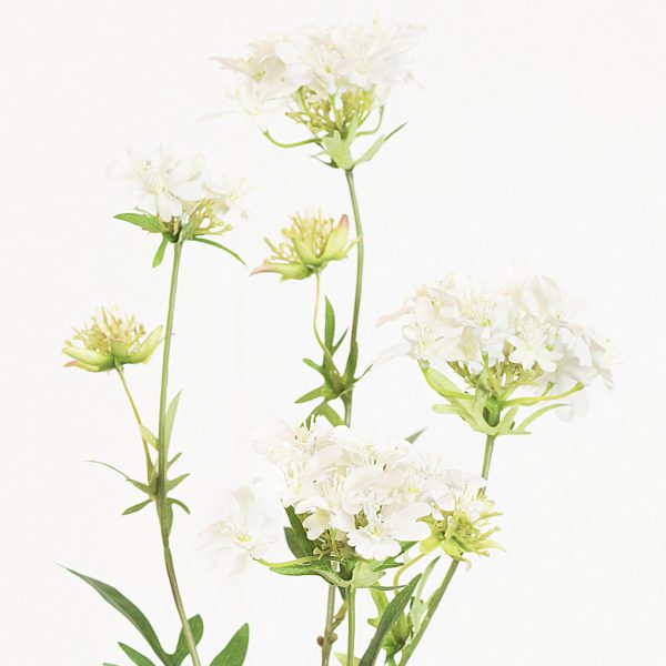 Ammi Queen Ann's lace soft pink - Afbeelding 2