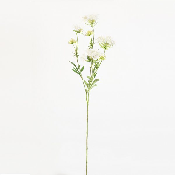 Ammi Queen Ann's lace soft pink - Afbeelding 3