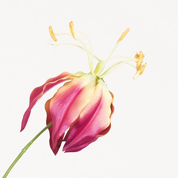 Gloriosa Fuchsia