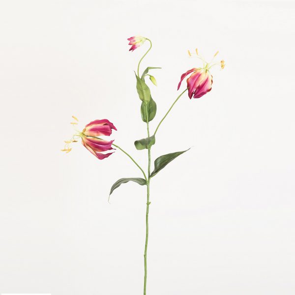 Gloriosa Fuchsia - Afbeelding 3