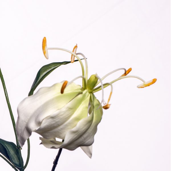 Gloriosa White