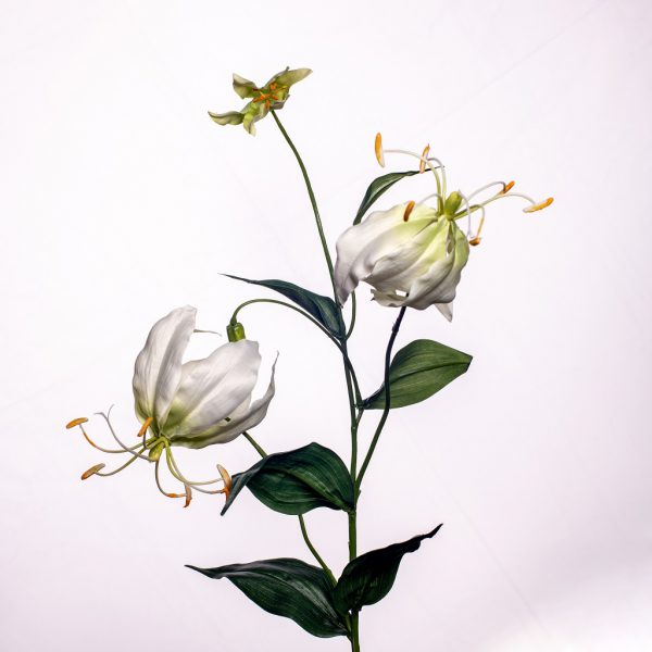Gloriosa White - Afbeelding 2