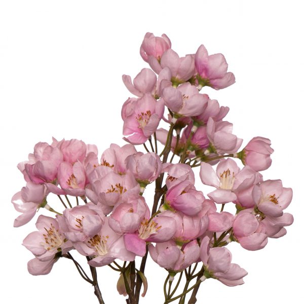 Apple Blossom small pink