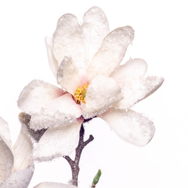 Magnolia snow