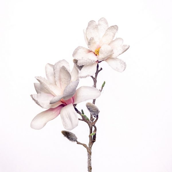 Magnolia snow - Afbeelding 2