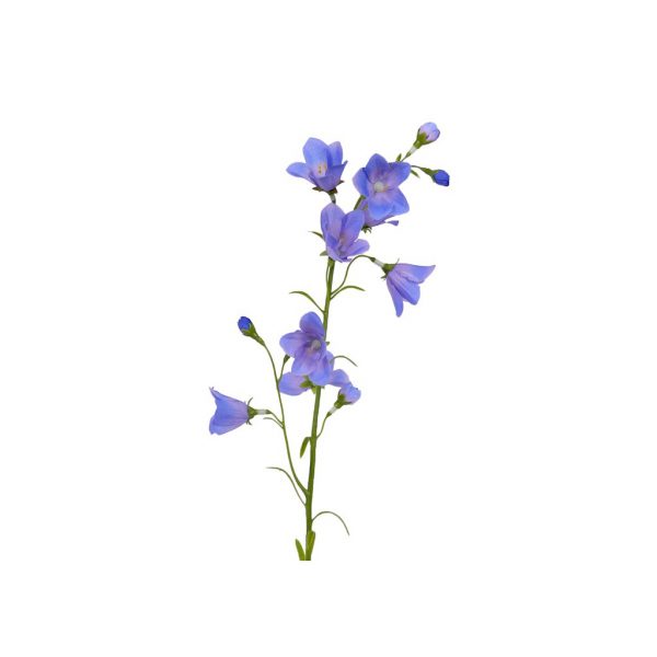 Campanula blue - Afbeelding 2