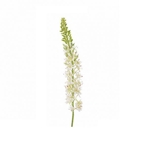 Eremurus white - Afbeelding 2
