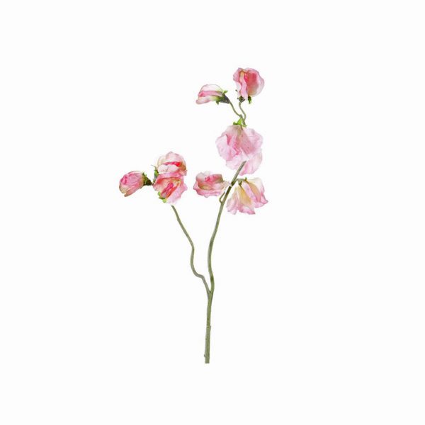 Lathyrus pink - Afbeelding 2