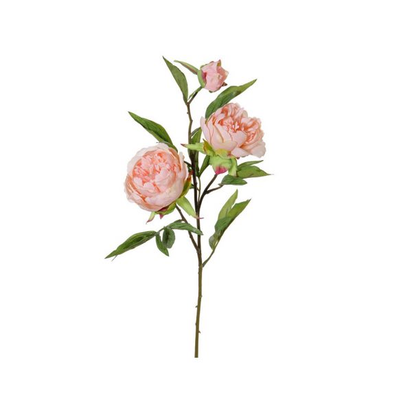 Paeonia spring dream pink - Afbeelding 2
