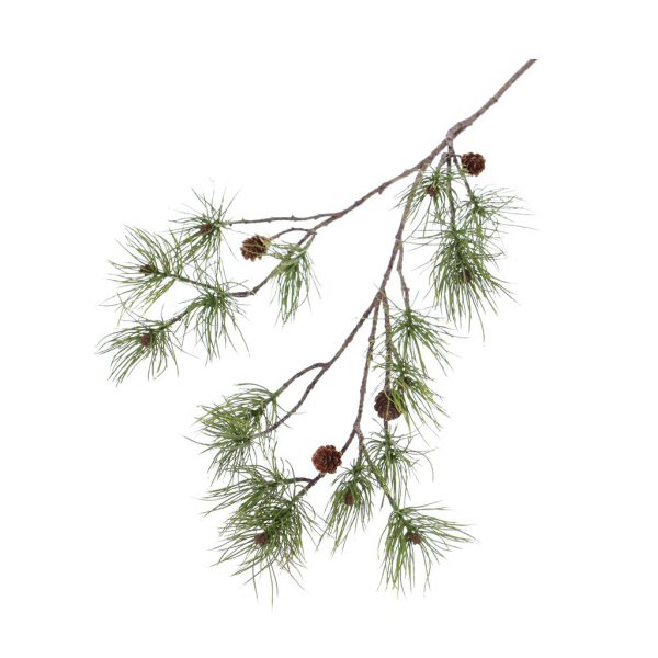 Pinus green cones - Afbeelding 2