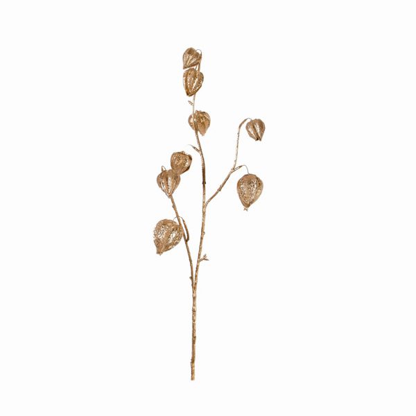 Physalis gold - Afbeelding 2