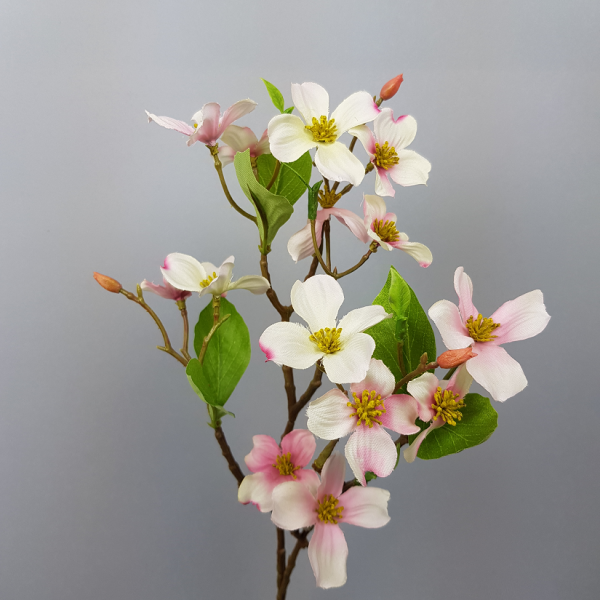 Cornus mas dogwood