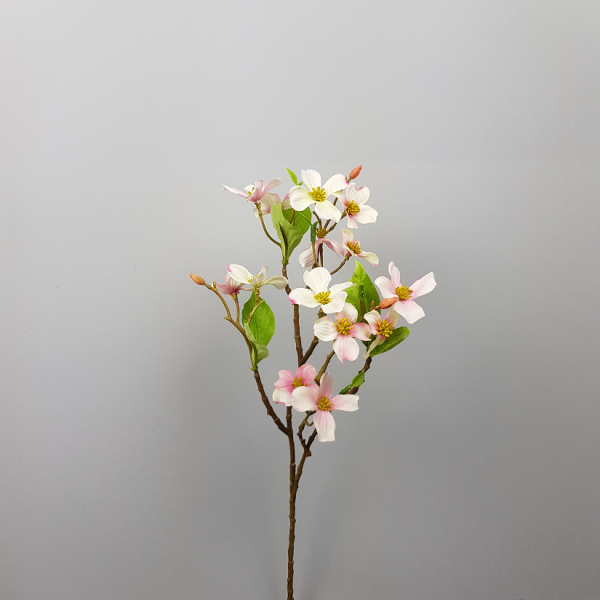 Cornus mas dogwood - Afbeelding 2