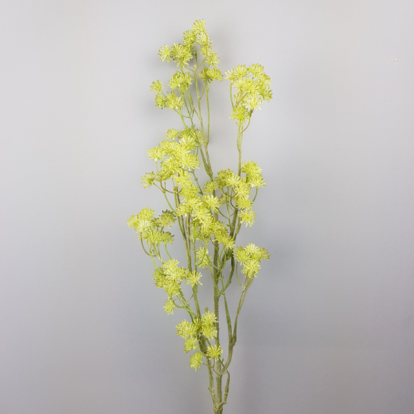 Aralia green