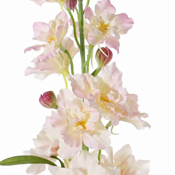 Delphinium soft pink