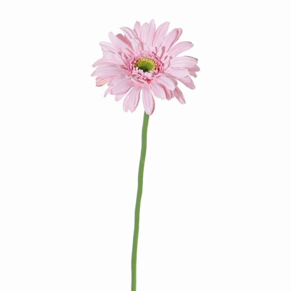 Gerbera long pink - Afbeelding 2