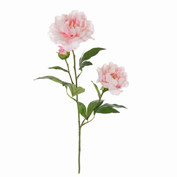 Paeonia spring dream soft pink - Afbeelding 2