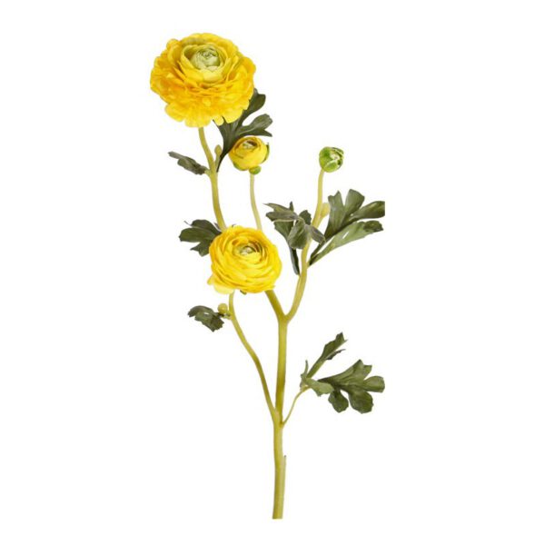 Ranunculus glory yellow - Afbeelding 2